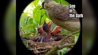 Hondigi Nachtkijker Observatie